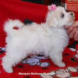 Lovely Maltese puppy for small re-homing fee