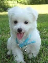 cute lovely maltese puppies for a new home
