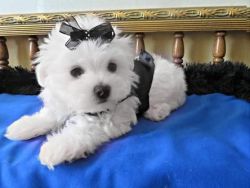 baby maltese puppy
