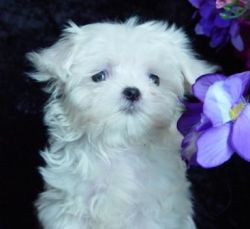 Get your cute,sweet and clean Maltese puppies
