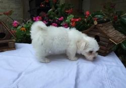 Two lovely Maltese puppies for a new home