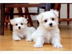 Gorgeous White Maltese Puppies xxxxxxxxxx