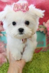 Fantastic White Maltese Puppies xxxxxxxxxx