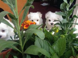 Gorgeous white Maltese Puppies