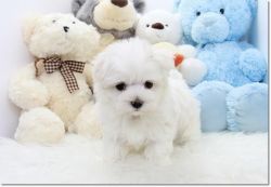 Amazing Maltese Pups Available