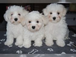 Excellent Maltese puppies