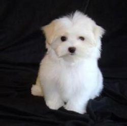 Adorable Maltese Puppies For Free Adoption