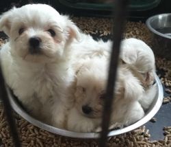 Magnificent Maltese puppies