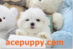 Top Quality Teacup Maltese Pups Available