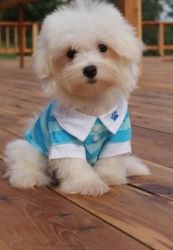 Super cute maltese puppies for sale