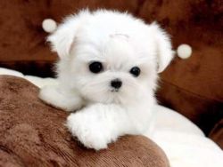 Priceless Pedigree Maltese Puppy Ready