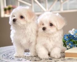 Tiny Teacup Maltese Puppies