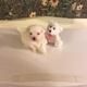 Two Outstanding Male Maltese Puppies For Sale