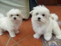 Kc Registered Maltese Pups: Free Adoption