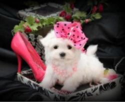 Maltese Puppies Available For Sale