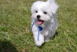 Gorgeous White Maltese Puppies.(xxx) xxx-xxx4