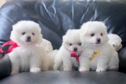 Pedigree Maltese Terrier Puppies 1 Girl &1 Boy