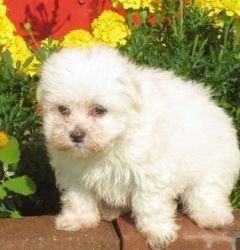 Bngfcb Maltese Puppies For Sale