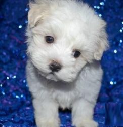 Fgdfg Maltese Puppies For Sale