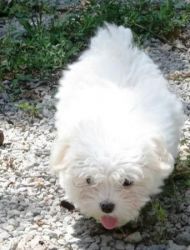 Jhdff Maltese Puppies For Sale