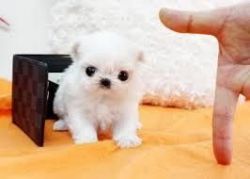 adorable tea cup maltese puppy for free adoption