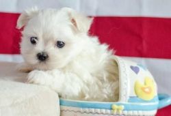 Looking For A Loving Family Maltese Puppies
