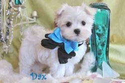 Adorable Maltese Puppies avaailable for sale