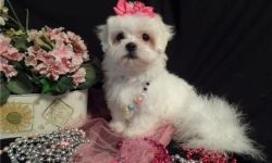 Lovely maltese pups available