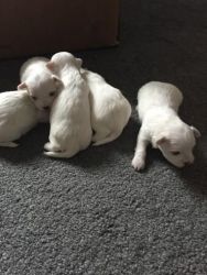 Small Kc Reg Maltese Puppies 3 Girls 2 Boys