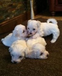 Maltese Girls and boy Puppies