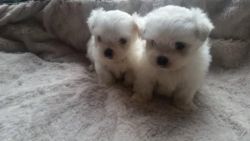 Beautiful Maltese Puppies 10 Weeks Old