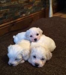 Maltese Puppies Forsale