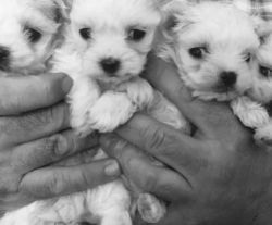 Maltese Terrier Puppies