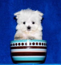 Potty trained Maltese Puppies