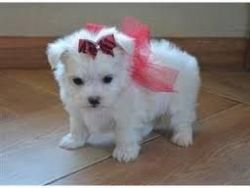 Teacup Maltese Puppies For New Family