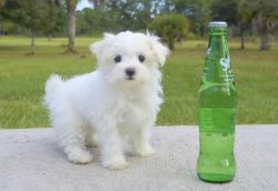 Re-homing Male and female Maltese puppies.