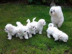 lovely baby maltese puppies