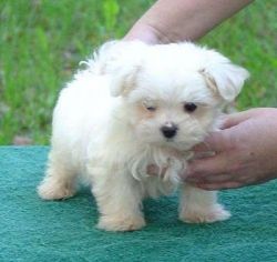 Male and Female Maltese puppies