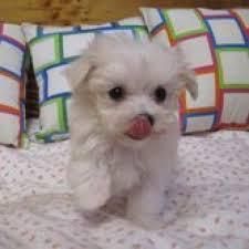 Gorgeous purebred Maltese pups available