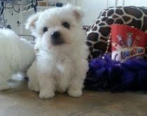 cute maltese for adoption