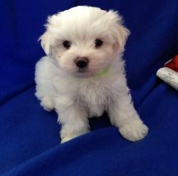 Non shedding Maltese puppies for sale
