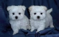 maltese puppies for rehoming
