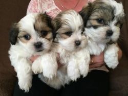 Beautiful Kc Maltese Puppies