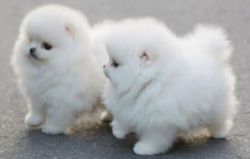 Potty Trained Pomeranian Puppies (xxx) xxx-xxx5