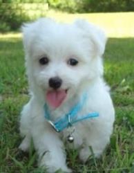 lovely maltese puppies for christmas