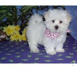 male and female Maltese Pups for adoption.