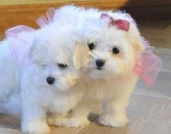 Teacup Maltese Puppies For This X-mass.