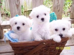 Xmas Male And Female Teacup Maltese Puppies
