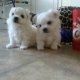 Calm Maltese Puppies for Adoptio