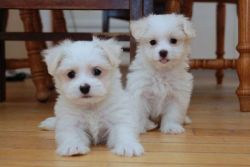 Highland Maltese puppies